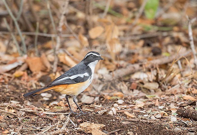 White-throated Robin-Chat (Dessonornis humeralis) in South Africa. stock-image by Agami/Pete Morris,