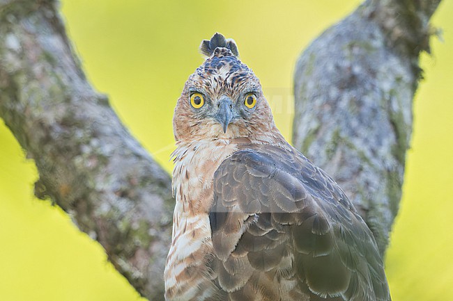 Wallace's Hawk-Eagle (Nisaetus nanus) Perched on a branch in Borneo stock-image by Agami/Dubi Shapiro,