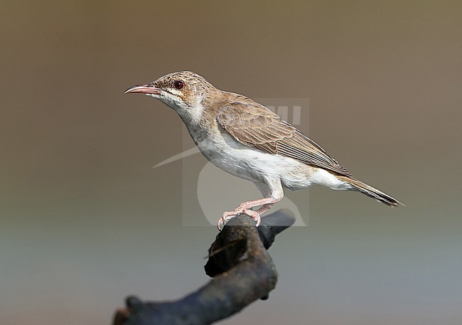 Brown-backed Honeyeater (Ramsayornis modestus) at Townsville in Australia. stock-image by Agami/Aurélien Audevard,