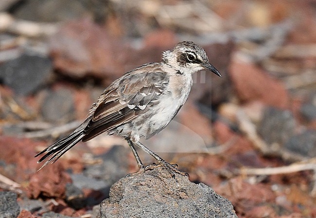 Galapagos Mockingbird, Mimus parvulus, on the Galapagos islands. stock-image by Agami/Laurens Steijn,