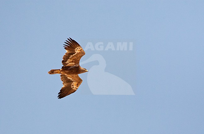 Steppearend op doortrek; Steppe eagle on migration in Eilat mountains stock-image by Agami/Marc Guyt,