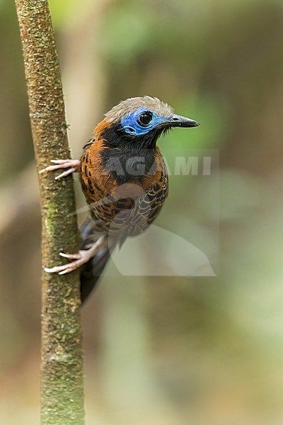 Ocellated Antbird (Phaenostictus mcleannani) perched on a branch in Panama. stock-image by Agami/Glenn Bartley,