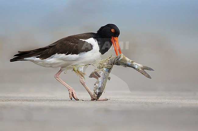 Adult American Oystercatcher (Haematopus palliatus) foraging on a dead fish lying on a sandy beach in Galveston County, Texas, USA. Carrying food in it’s beak. stock-image by Agami/Brian E Small,