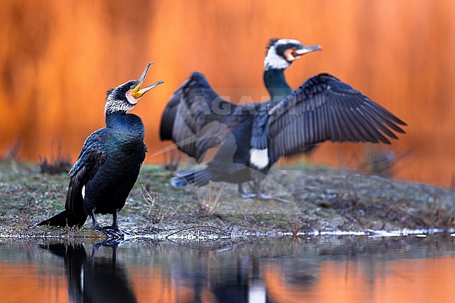 Great Cormorant, Phalacrocorax carbo sinensis, in Italy. stock-image by Agami/Daniele Occhiato,