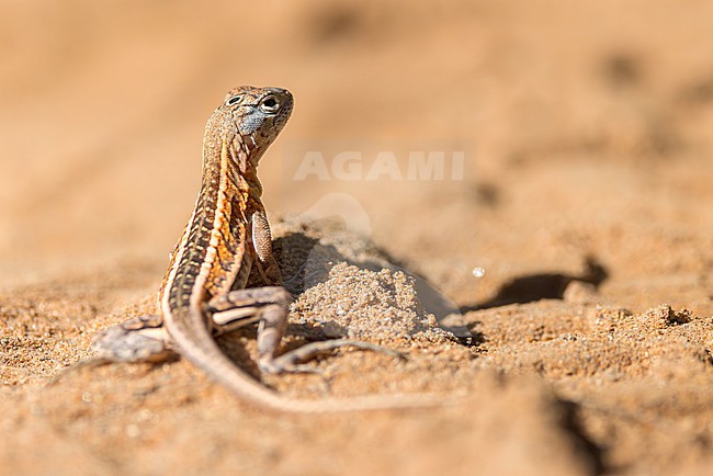 The three-eyed lizard (Chalarodon madagascariensis), also known as the Madagascar iguana or sand lizard, is a small ground-dwelling reptile native to the arid and spiny forests of western and southern Madagascar. stock-image by Agami/Jacob Garvelink,