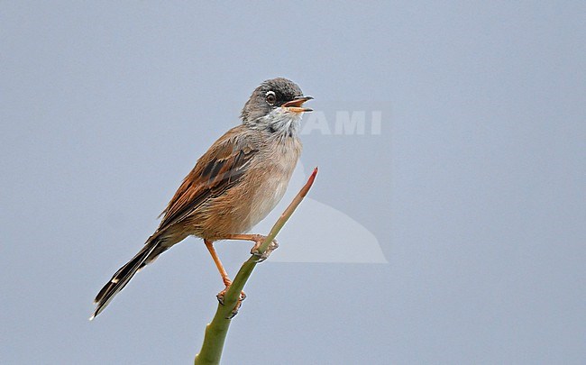Spectacled Warbler (Curruca conspicillata) is a small Mediterranean species. stock-image by Agami/Eduard Sangster,