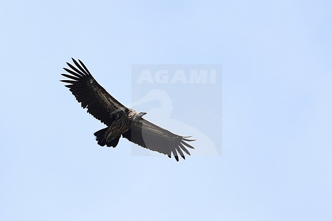 Immature Himalayan vulture (Gyps himalayensis) in flight, found in Mongolia, Yolinam stock-image by Agami/Mathias Putze,