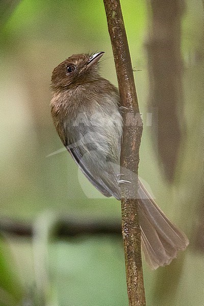 Brownish Twistwing (Cnipodectes subbrunneus minor) at PNN Amacayacu, Colombia. stock-image by Agami/Tom Friedel,