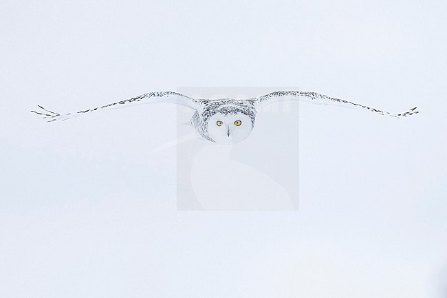 Snowy Owl (Bubo scandiacus) in snow covered landscape in Ontario Canada. stock-image by Agami/Marcel Burkhardt,