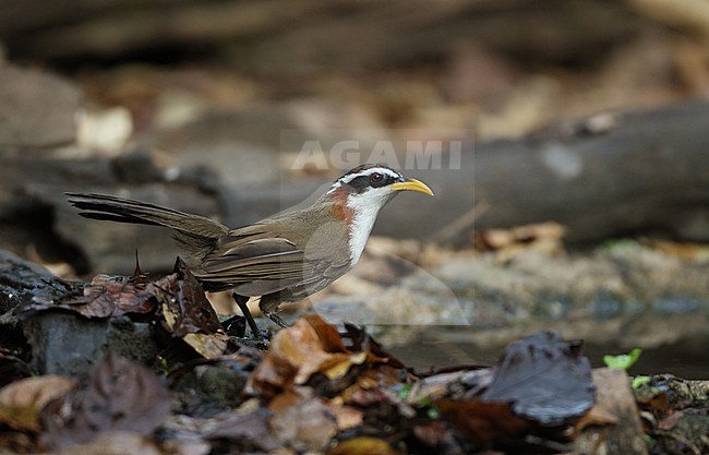 White-browed Scimitar Babbler (Pomatorhinus schisticeps), Kaeng Krachan National Park, Thailand stock-image by Agami/Helge Sorensen,