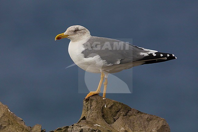 Azores Yellow-legged Gull; Larus michahellis atlantis stock-image by Agami/Daniele Occhiato,