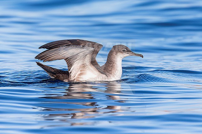 Yelkouan shearwaters breed on islands and coastal cliffs in the eastern and central Mediterranean. It is seen here sitting on a clear blue background of the Mediterranean Sea of the coast of Sardinia. stock-image by Agami/Jacob Garvelink,