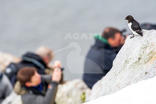 Adult Little Auk (Alle alle) during summer season on Spitsbergen in arctic Norway. Perched on a rock with photographers in the background. stock-image by Agami/Marc Guyt,