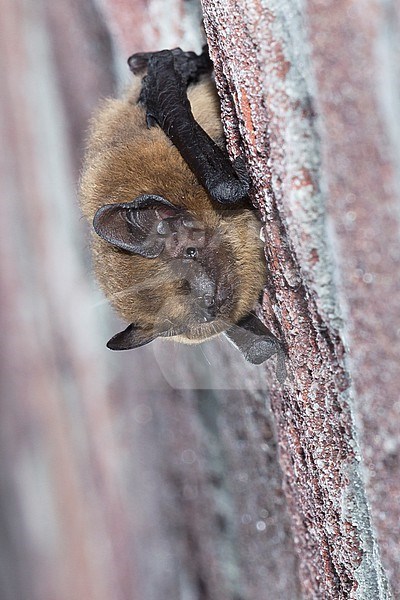 Common pipistrelle is resting stock-image by Agami/Theo Douma,