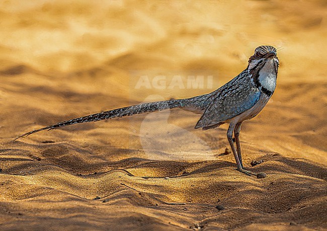 Long-tailed Ground Roller (Uratelornis chimaera) standing in soft sand. Endemic to arid spiny forests near the coast in southwestern Madagascar. stock-image by Agami/Dustin Chen,