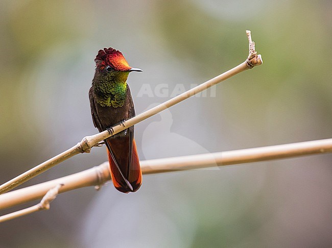 Ruby-Topaz Hummingbird (Chrysolampis mosquitus) also known as Ruby Topaz, perched on a twig in tropical forest in the Caribbean. stock-image by Agami/Pete Morris,
