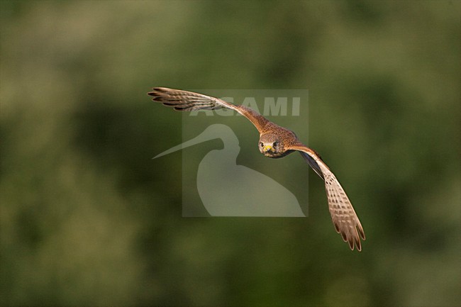 Torenvalk in de vlucht; Common Kestrel in flight stock-image by Agami/Marc Guyt,