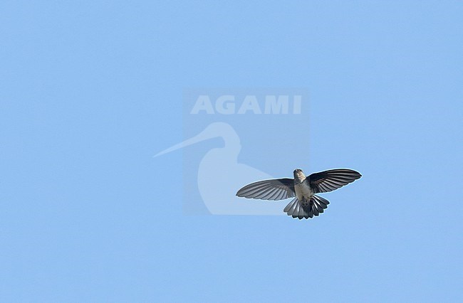 Satin Swiftlet (Collocalia uropygialis albidior) in flight on New Caledonia. Formerly treated as a subspecies of the glossy swiftlet. stock-image by Agami/Marc Guyt,