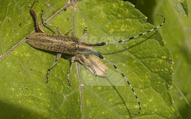 Golden-bloomed Grey Longhorn on leaf Netherlands, Distelbok op blad Nederland stock-image by Agami/Wil Leurs,