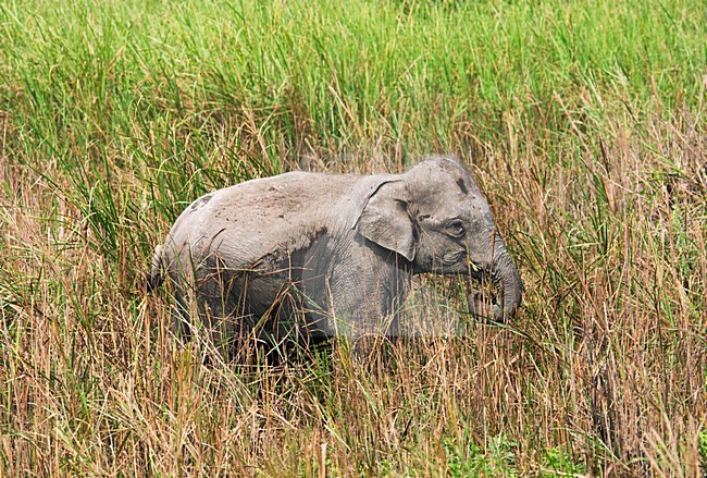 Indische Olifant in Kaziranga; Asian Elephant at Kaziranga stock-image by Agami/Marc Guyt,