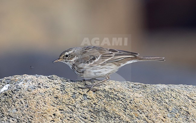 Water Pipit (Anthus spinoletta) standing on rocks in winter time in harbour in Denmark stock-image by Agami/Helge Sorensen,