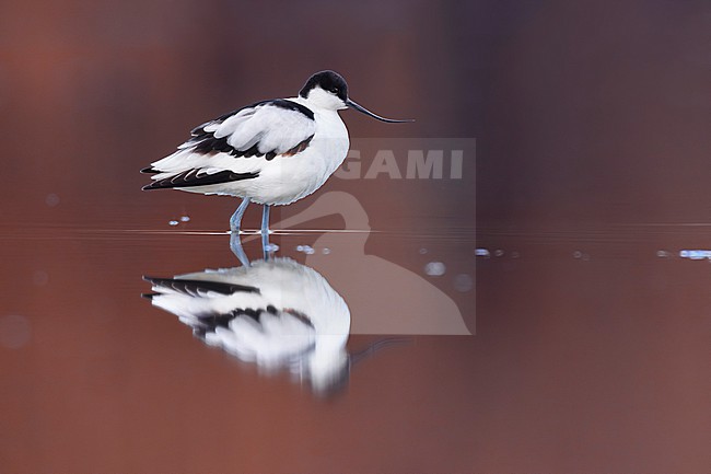 Adult Pied Avocet (Recurvirostra avosetta) in Italy. stock-image by Agami/Daniele Occhiato,