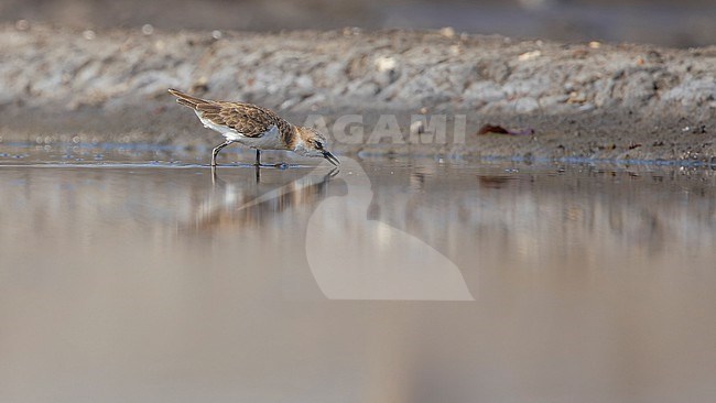 Javan Plover (Anarhynchus javanicus) foraging. stock-image by Agami/Lennart Verheuvel,
