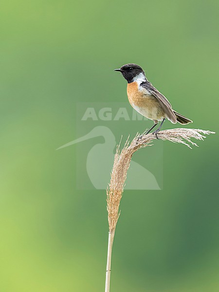  stock-image by Agami/Han Bouwmeester,
