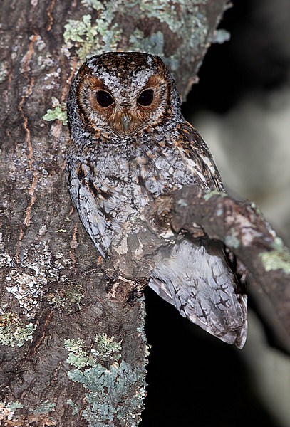 Flammulated Owl (Psiloscops flammeolus) perched in a tree in North-America. stock-image by Agami/Dubi Shapiro,