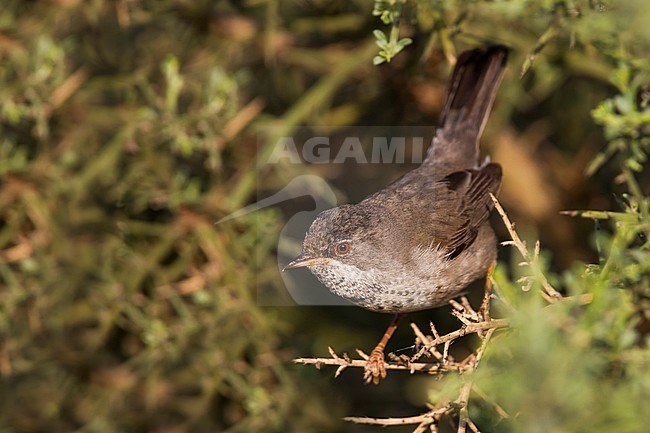 Vrouwtje Cyprusgrasmus, Famale Cyprus Warbler stock-image by Agami/Ralph Martin,