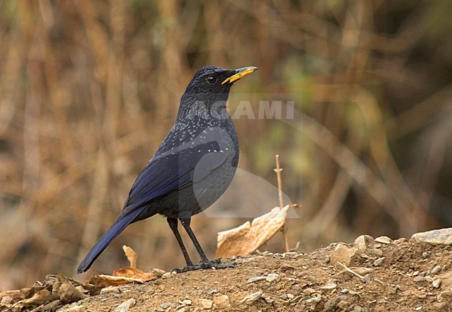 Blue Whistling Thrush; Chinese Fluitlijster stock-image by Agami/Marc Guyt,