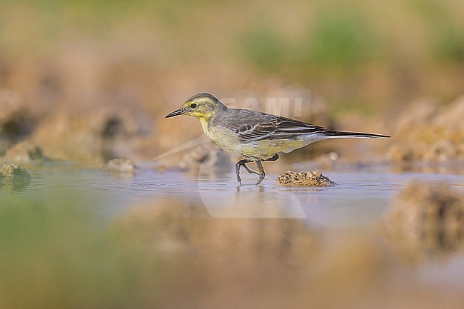 Citrine wagtail, Motacilla citreola, at the edge of a pond in the desert. stock-image by Agami/Sylvain Reyt,