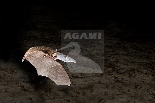 Daubenton's Bat, Myotis daubentonii stock-image by Agami/Theo Douma,