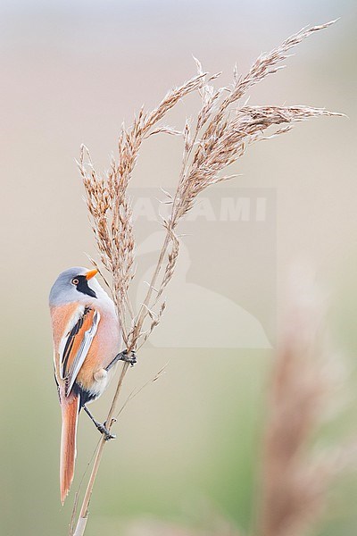 A male bearded reedling is seen feeding on a dry reed stalk in his typical habitat of dry reed. stock-image by Agami/Jacob Garvelink,