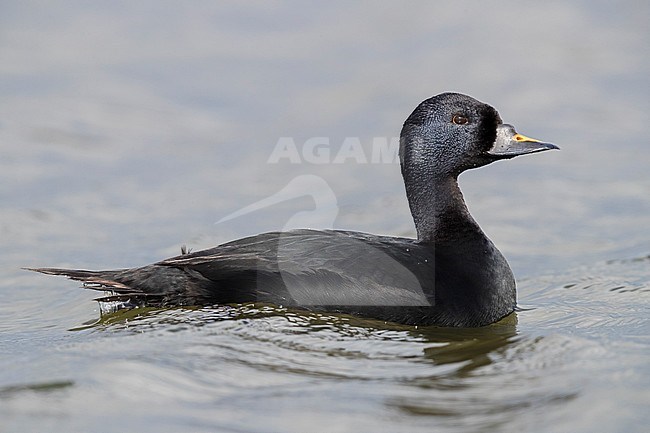 Common Scoter (Melanitta  nigra), adult male swimming in a lake stock-image by Agami/Saverio Gatto,