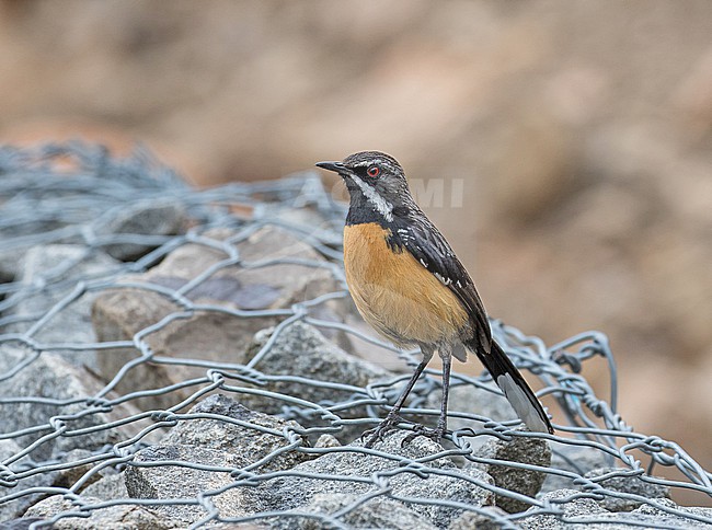 Male Drakensberg rockjumper (Chaetops aurantius) in South Africa. Also known as orange-breasted rockjumper. stock-image by Agami/Pete Morris,