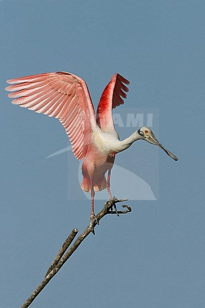 Adult breeding
Galveston Co., TX
April 2008 stock-image by Agami/Brian E Small,