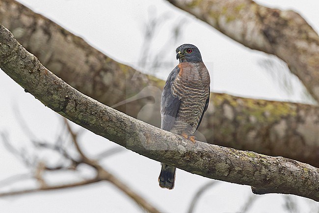 Adult Double-toothed Kite (Harpagus bidentatus) in Panama. Perched in a tree. stock-image by Agami/Pete Morris,