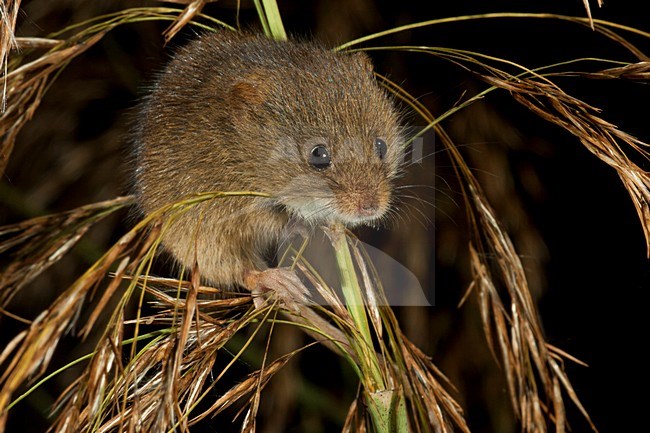 Foeragerende Dwergmuis; Foraging Harvest Mouse stock-image by Agami/Theo Douma,