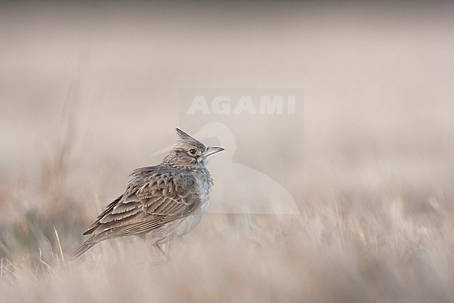 Crested Lark - Haubenlerche - Galerida cristata ssp. cristata, Germany, adult stock-image by Agami/Ralph Martin,