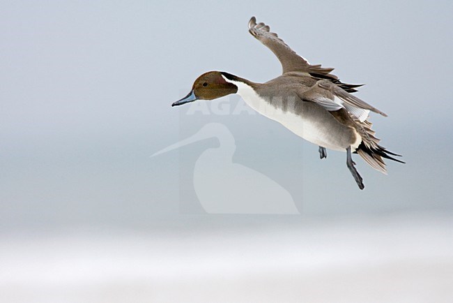 Northern Pintail male flying; Pijlstaart man vliegend stock-image by Agami/Marc Guyt,