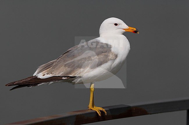 Onvolwassen Armeense Meeuw, Subadult Armenian Gull stock-image by Agami/Daniele Occhiato,