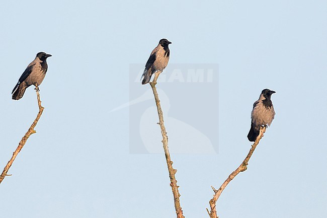 Hooded Crow (Corvus cornix ssp. cornix) Germany in snow stock-image by Agami/Ralph Martin,