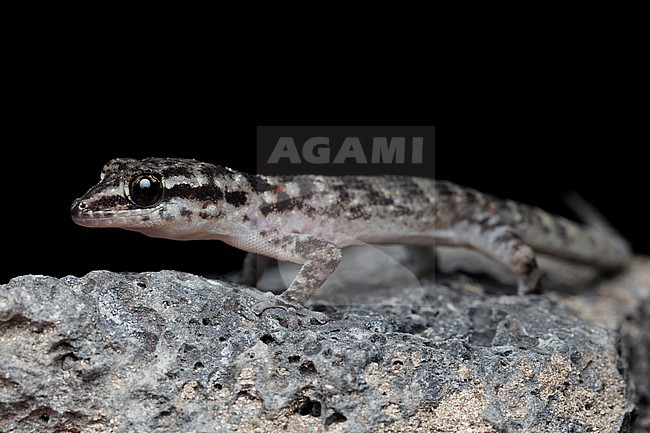 Simpson’s Leaf-toed Gecko (Phyllodactylus simpsoni) taken the 27/10/2025 at Isabella - Galapagos. stock-image by Agami/Nicolas Bastide,