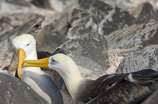 Galapagos Albatros, Waved Albatros, Phoebastria ireorata stock-image by Agami/Rob Riemer,