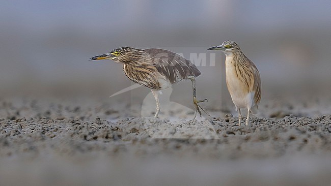 Indian Pond-Heron (Ardeola grayii) walking in muddy shore of Sulaibikhat beside a Squacco Heron, Kuwait. stock-image by Agami/Vincent Legrand,