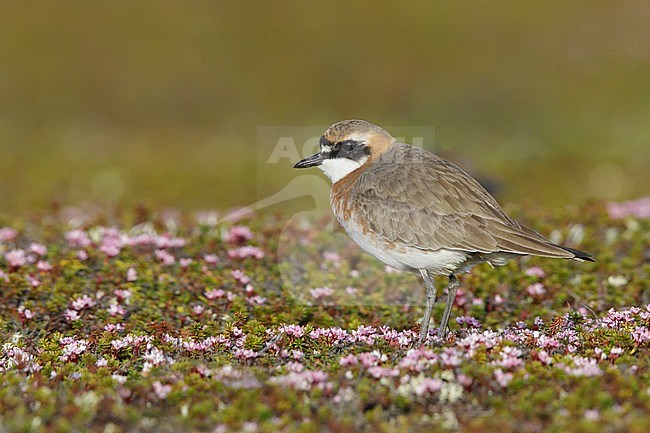 Adult male Lesser Sand Plover (Charadrius mongolus stegmanni) in summer plumage on the arctic tundra on Seward Peninsula, Alaska, USA. Standing still on low vegetation. stock-image by Agami/Brian E Small,