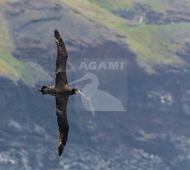 Short-tailed Albatross (Phoebastria albatrus) at sea off Torishima island, Japan. Also known as Steller's albatross. stock-image by Agami/Marc Guyt,