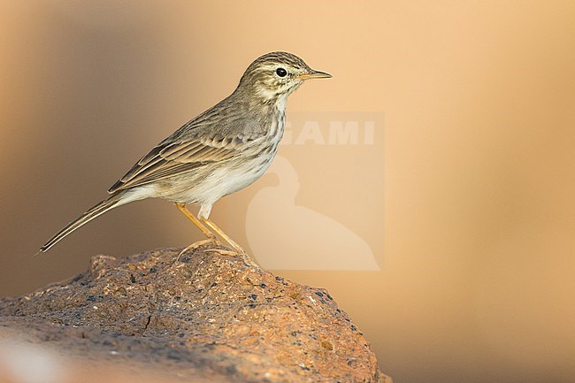 Berthelots Pipit - Kanarenpieper - Anthus berthelotii, Spain (La Gomera), adult stock-image by Agami/Ralph Martin,