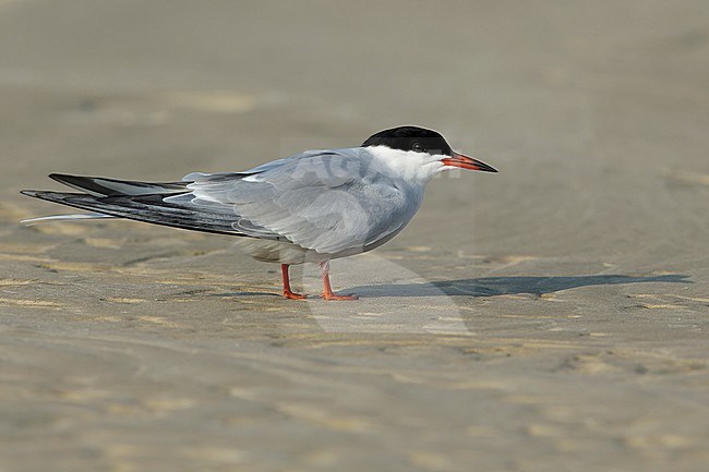 Adult breeding
Galveston Co., TX
April 2016 stock-image by Agami/Brian E Small,